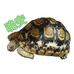 陸點點和陸森裕