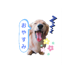 koko is STAMP