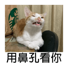 碰了個柑