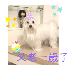 Alice小可愛妹子