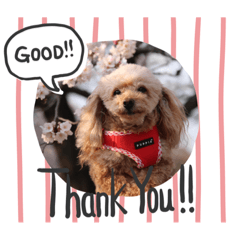 haruna_20191020020317