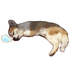 Kurumi_20191020065949