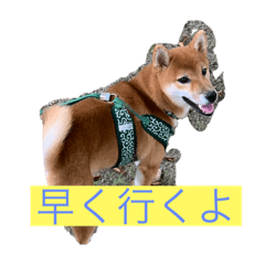 shibainukoro stamp