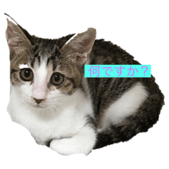 Mako_20191020113716