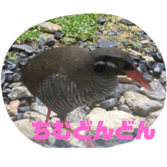 Yanbarukuina! Okinawa bird!