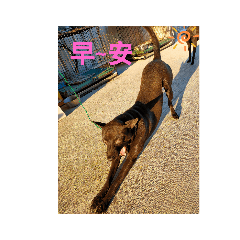 狗狗的日常問候