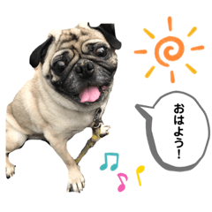 Pug Ken