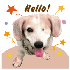 ❤ candy狗狗專用❤