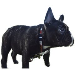 French bulldog kochi