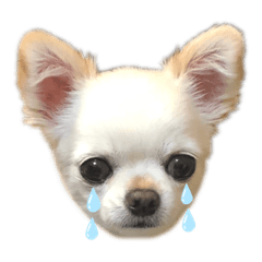 Mei_Chihuahua
