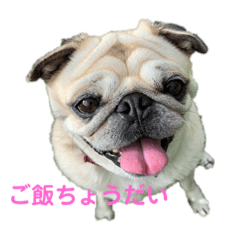 sakura_pug