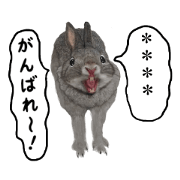 Very pretty rabbits