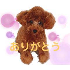 toy poodle EVE happy life