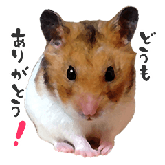 Golden Hamster MOCOSUKE Photo