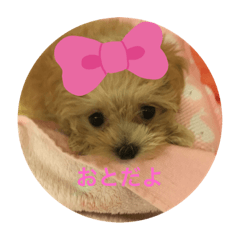 ringo_20191022205536