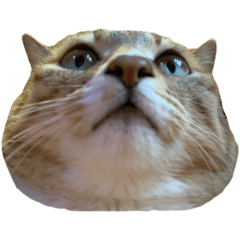 poko.pu