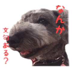 Rino_g