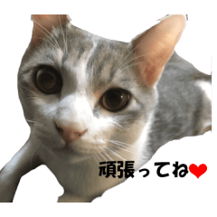 cat picture stamp