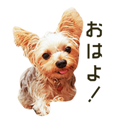 The dog HINAKO 2
