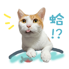 LULU初體驗