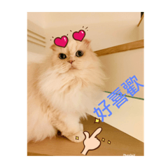 可愛的阿咪咪