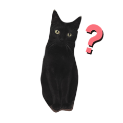 Cats talk 01
