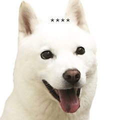 白い北海道犬カスタムスタンプ