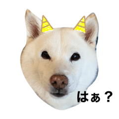 SHIRO SHIBA