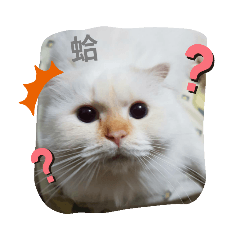 貓巴桑