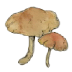 Decorate your photos! Mushroom stamp
