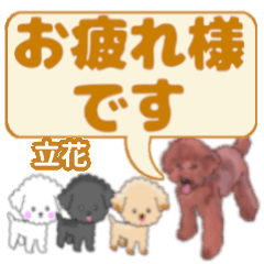 Tachibana's. letters toy poodle (2)