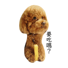 貴賓毛小孩