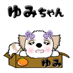 Shih Tzu Dog Yumi-chan