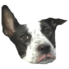 Dog_20191023233855