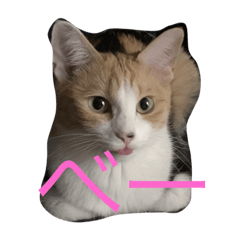 ume_cat2