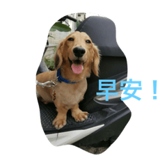 皮皮1.0
