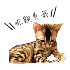 兩隻貓ㄦ