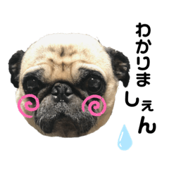 のんびりパグの虎太郎さん