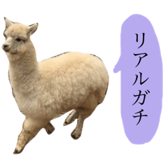 alpaca stamp 3