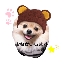 This is Pomeranian Leo