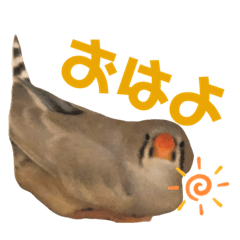 chicchan
