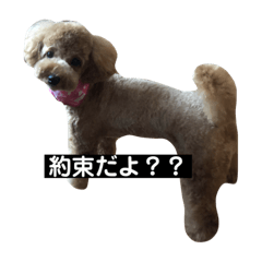 Moribayashi dog's