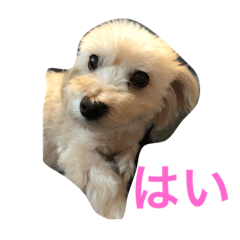 honey_20191025071032