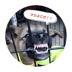 dog'sken
