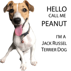 Peanut Jack Russell Dog