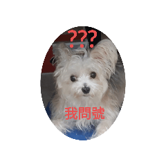 嘟嘟的日常篇
