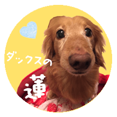 Dachshund REN Sticker