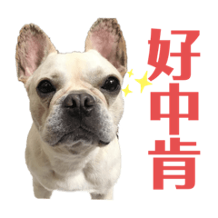 French Bulldog_panpan