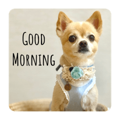 Mixed dog, Kotaro's sticker 2