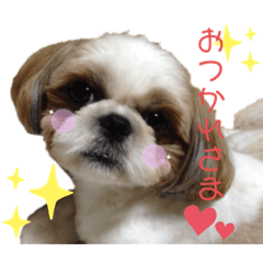 shih-tzu_no_Cocochan